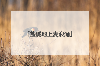 盐碱地上麦浪涌