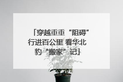 穿越重重“阻碍”行进百公里 看华北豹“搬家”记