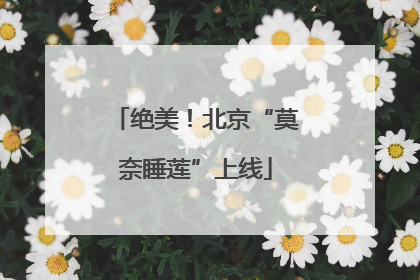 绝美！北京“莫奈睡莲”上线