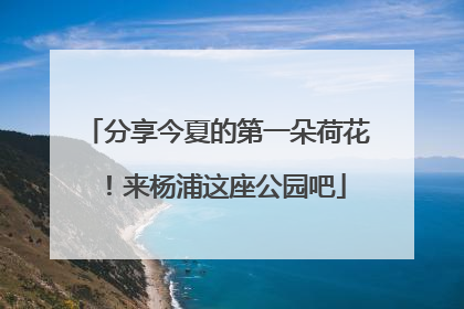 分享今夏的第一朵荷花！来杨浦这座公园吧