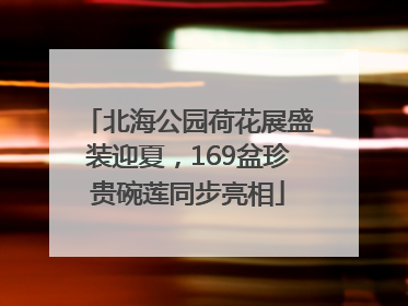 北海公园荷花展盛装迎夏，169盆珍贵碗莲同步亮相