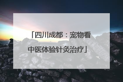 四川成都：宠物看中医体验针灸治疗