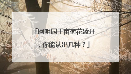 圆明园千亩荷花盛开，你能认出几种？