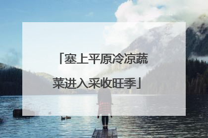 塞上平原冷凉蔬菜进入采收旺季