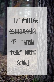 广西田东芒果迎采摘季 “甜蜜事业”赋能文旅