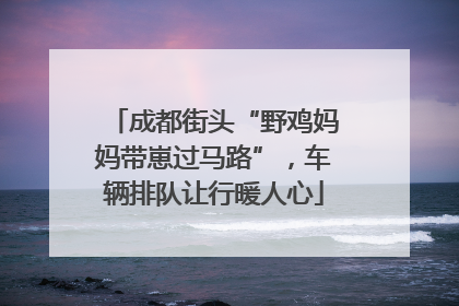 成都街头“野鸡妈妈带崽过马路”，车辆排队让行暖人心