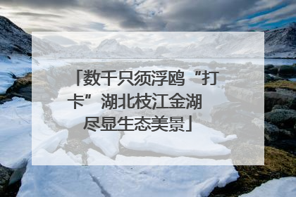 数千只须浮鸥“打卡”湖北枝江金湖 尽显生态美景