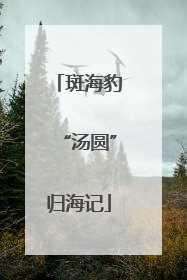 斑海豹“汤圆”归海记