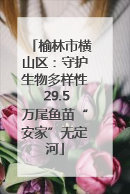 榆林市横山区：守护生物多样性 29.5万尾鱼苗“安家”无定河