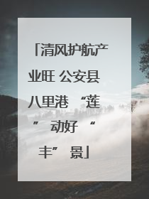 清风护航产业旺 公安县八里港 “莲” 动好 “丰” 景