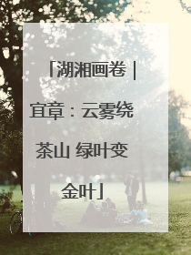 湖湘画卷｜宜章：云雾绕茶山 绿叶变金叶