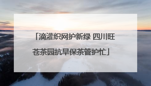 滴灌织网护新绿 四川旺苍茶园抗旱保茶管护忙