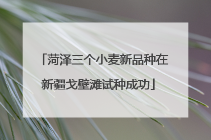 菏泽三个小麦新品种在新疆戈壁滩试种成功