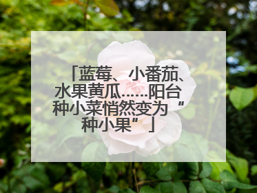 蓝莓、小番茄、水果黄瓜……阳台种小菜悄然变为“种小果”