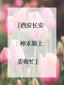 西安长安：神禾塬上麦收忙
