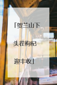 贺兰山下 头茬枸杞迎丰收