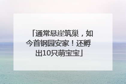 通常悬崖筑巢，如今首钢园安家！还孵出10只萌宝宝