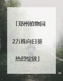 郑州植物园2万株向日葵热烈绽放