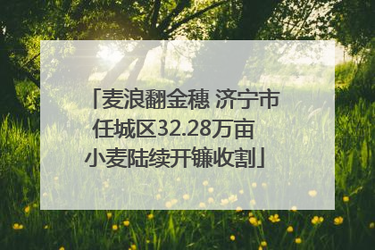 麦浪翻金穗 济宁市任城区32.28万亩小麦陆续开镰收割